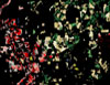 Image for NLCD 2001 to 2011 Land Cover Change